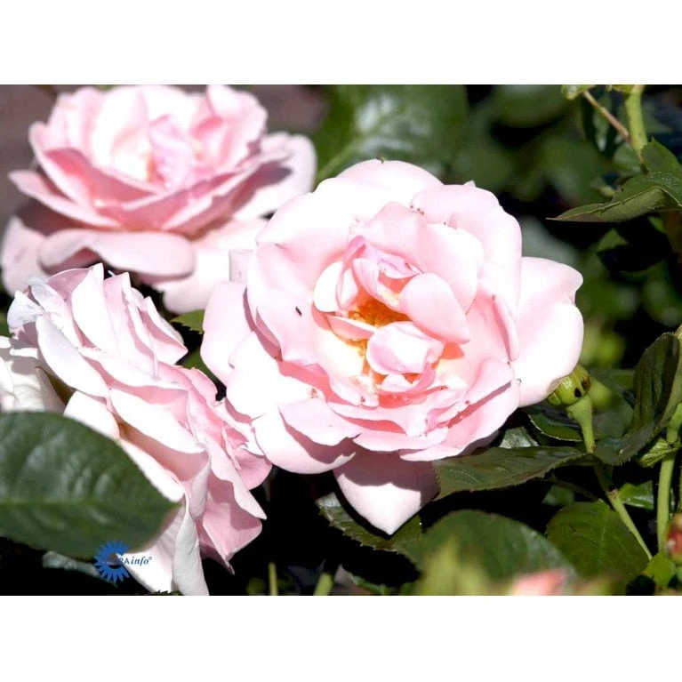 'Astrid Lindgren'™ Rosa X 'Astrid Lindgren'™ (Buketrose) A-Kvalitet,- Barrods Roser Min. 3 Grene 13 'Astrid Lindgren'™ Rosa X 'Astrid Lindgren'™ (Buketrose) A-Kvalitet,- Barrods Roser Min. 3 Grene - Billede 13