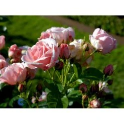 'Astrid Lindgren'™ Rosa X 'Astrid Lindgren'™ (Buketrose) A-Kvalitet,- Barrods Roser Min. 3 Grene 23 'Astrid Lindgren'™ Rosa X 'Astrid Lindgren'™ (Buketrose) A-Kvalitet,- Barrods Roser Min. 3 Grene -Sirius Butik fi3908 rosa astrid lindgren poulluf n e0a4