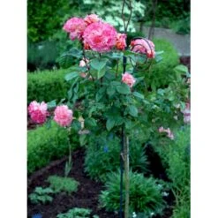 'Augusta Louise'® Rosa X 'Augusta Louise'® (Storblomstrende) A-Kvalitet,- Barrods Roser Min. 3 Grene -Sirius Butik fi3913 rosa augusta luise 2637