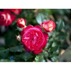 'Augusta Louise'® Rosa X 'Augusta Louise'® (Storblomstrende) A-Kvalitet,- Barrods Roser Min. 3 Grene -Sirius Butik fi3913 rosa augusta luise 7b77