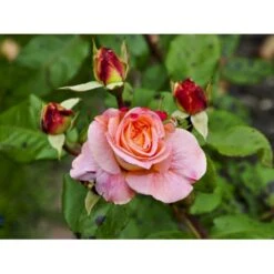 'Augusta Louise'® Rosa X 'Augusta Louise'® (Storblomstrende) A-Kvalitet,- Barrods Roser Min. 3 Grene -Sirius Butik fi3913 rosa augusta luise ce36