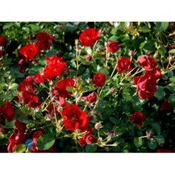 'Austriana'® Rosa X 'Austriana'® (Bunddækkerose) A-Kvalitet,- Barrods Roser Min. 3 Grene -Sirius Butik fi3917 rosa austriana 054a