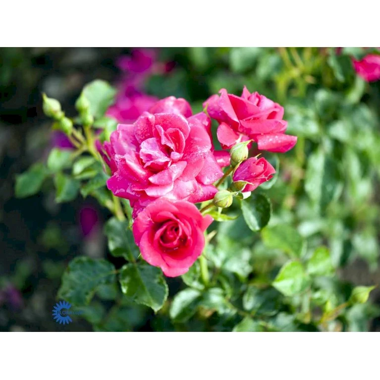 'Avila'™ Rosa X 'Avila'™ (Slotsrose) A-Kvalitet,- Barrods Roser Min. 3 Grene 5 'Avila'™ Rosa X 'Avila'™ (Slotsrose) A-Kvalitet,- Barrods Roser Min. 3 Grene - Billede 5