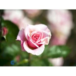 'Bangsbo'™ Rosa X 'Bangsbo'™ (Buketrose) A-Kvalitet,- Barrods Roser Min. 3 Grene -Sirius Butik fi3930 rosa bangsbo poulrine n c657