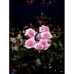 'Bangsbo'™ Rosa X 'Bangsbo'™ (Buketrose) A-Kvalitet,- Barrods Roser Min. 3 Grene -Sirius Butik fi3930 rosa bangsbo poulrine n d3b2