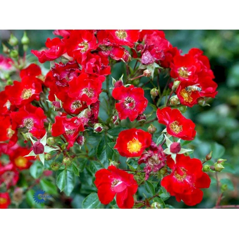 'Bassino'® Rosa X 'Bassino'® (Bunddækkerose) A-Kvalitet,- Barrods Roser Min. 3 Grene 6 'Bassino'® Rosa X 'Bassino'® (Bunddækkerose) A-Kvalitet,- Barrods Roser Min. 3 Grene - Billede 6