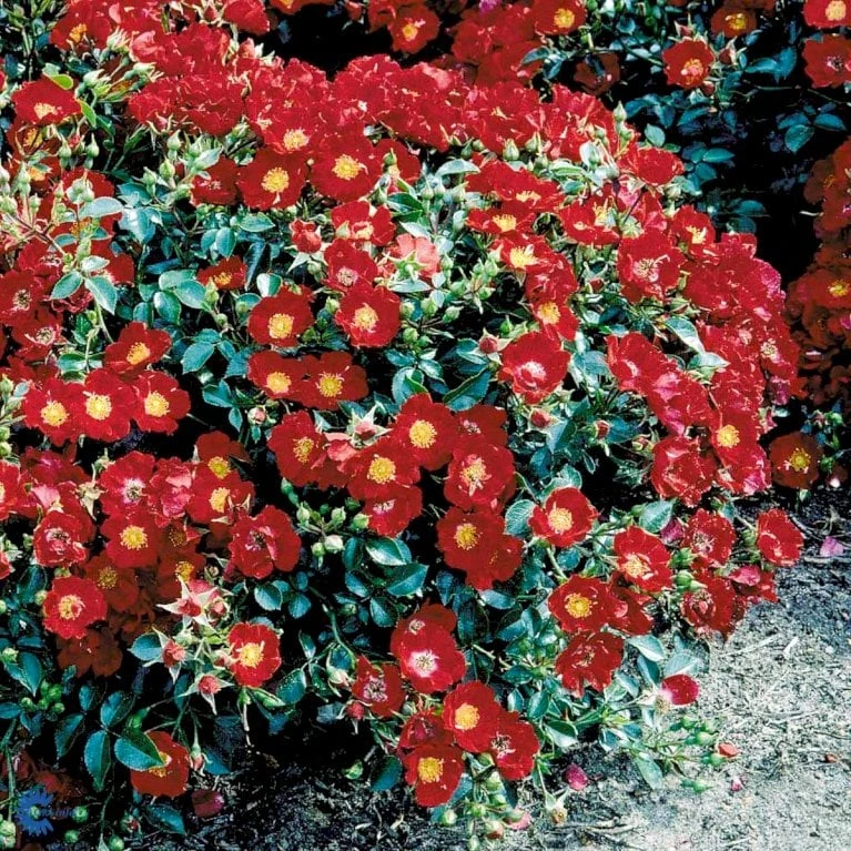 'Bassino'® Rosa X 'Bassino'® (Bunddækkerose) A-Kvalitet,- Barrods Roser Min. 3 Grene 7 'Bassino'® Rosa X 'Bassino'® (Bunddækkerose) A-Kvalitet,- Barrods Roser Min. 3 Grene - Billede 7