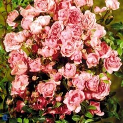 'Bayernland Cover'® Rosa X 'Bayernland Cover'® (Bunddækkerose) A-Kvalitet,- Barrods Roser Min. 3 Grene -Sirius Butik fi3941 rosa bayernland cover ab38