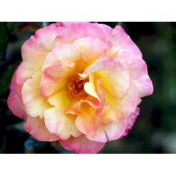 'Bellevue' Rosa X 'Bellevue' (Storblomstrende) A-Kvalitet,- Barrods Roser Min. 3 Grene -Sirius Butik fi3948 rosa bellevue 4d3e