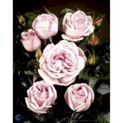 'Bering™ Renaissance'® Rosa X 'Bering™ Renaissance'® (Renaissancerose) A-Kvalitet,- Barrods Roser Min. 3 Grene -Sirius Butik fi3951 rosa bering poulberin n 7d3c