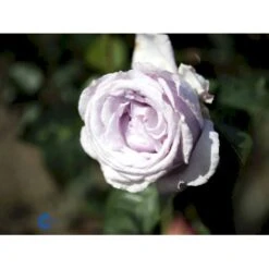 'Bering™ Renaissance'® Rosa X 'Bering™ Renaissance'® (Renaissancerose) A-Kvalitet,- Barrods Roser Min. 3 Grene -Sirius Butik fi3951 rosa bering poulberin n d050