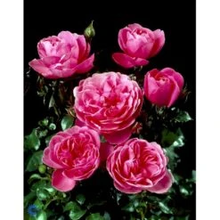 'Berleburg'™ Rosa X 'Berleburg'™ (Buketrose) A-Kvalitet,- Barrods Roser Min. 3 Grene -Sirius Butik fi3952 rosa berleburg poulbella n bba6
