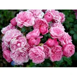 'Berleburg'™ Rosa X 'Berleburg'™ (Buketrose) A-Kvalitet,- Barrods Roser Min. 3 Grene -Sirius Butik fi3952 rosa berleburg poulbella n efe2