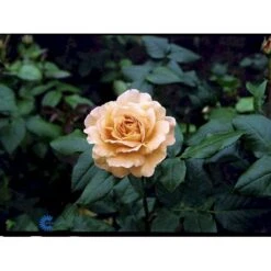 'Bernstein-Rose'® Rosa X 'Bernstein-Rose'® (Buketrose) A-Kvalitet,- Barrods Roser Min. 3 Grene -Sirius Butik fi3954 rosa bernstein rose 2601