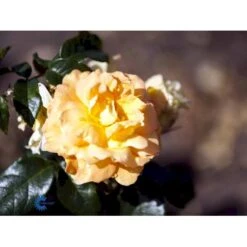 'Bernstein-Rose'® Rosa X 'Bernstein-Rose'® (Buketrose) A-Kvalitet,- Barrods Roser Min. 3 Grene -Sirius Butik fi3954 rosa bernstein rose 31f0