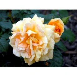 'Bernstein-Rose'® Rosa X 'Bernstein-Rose'® (Buketrose) A-Kvalitet,- Barrods Roser Min. 3 Grene -Sirius Butik fi3954 rosa bernstein rose 5312