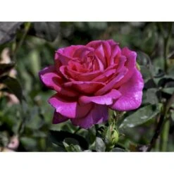 'Big Purple' Rosa X 'Big Purple' (Storblomstrende) A-Kvalitet,- Barrods Roser Min. 3 Grene -Sirius Butik fi3962 rosa big purple 0f96
