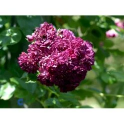 'Bleu Magenta' Rosa X 'Bleu Magenta' (Slyngrose) A-Kvalitet,- Barrods Roser Min. 3 Grene -Sirius Butik fi3972 rosa blue magenta 2ff3