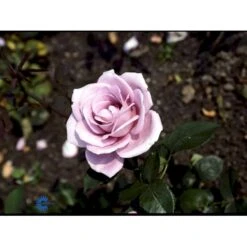 'Blue Moon'® Rosa X 'Blue Moon'® (Storblomstrende) A-Kvalitet,- Barrods Roser Min. 3 Grene -Sirius Butik fi3973 rosa blue moon 830a
