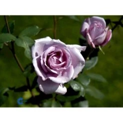 'Blue Moon'® Rosa X 'Blue Moon'® (Storblomstrende) A-Kvalitet,- Barrods Roser Min. 3 Grene -Sirius Butik fi3973 rosa blue moon 8581