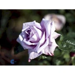 'Blue Moon'® Rosa X 'Blue Moon'® (Storblomstrende) A-Kvalitet,- Barrods Roser Min. 3 Grene -Sirius Butik fi3973 rosa blue moon f9e0