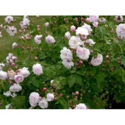 'Blush Noisette' Rosa X 'Blush Noisette' (Buskrose) A-Kvalitet,- Barrods Roser Min. 3 Grene 5 'Blush Noisette' Rosa X 'Blush Noisette' (Buskrose) A-Kvalitet,- Barrods Roser Min. 3 Grene -Sirius Butik fi3977 rosa blush noisette 047a