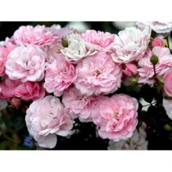 'Bonica 82' Rosa X 'Bonica 82' A-Kvalitet,- Barrods Roser Min. 3 Grene -Sirius Butik fi3984 rosa bonica 82 214f