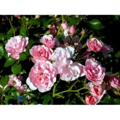 'Bonica 82' Rosa X 'Bonica 82' A-Kvalitet,- Barrods Roser Min. 3 Grene -Sirius Butik fi3984 rosa bonica 82 98dc