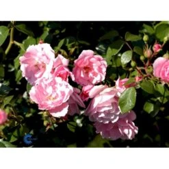 'Bonica 82' Rosa X 'Bonica 82' A-Kvalitet,- Barrods Roser Min. 3 Grene -Sirius Butik fi3984 rosa bonica 82 a0bd