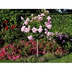'Bonica 82' Rosa X 'Bonica 82' A-Kvalitet,- Barrods Roser Min. 3 Grene -Sirius Butik fi3984 rosa bonica 82 be59