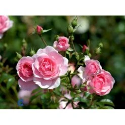 'Bonica 82' Rosa X 'Bonica 82' A-Kvalitet,- Barrods Roser Min. 3 Grene -Sirius Butik fi3984 rosa bonica 82 efdf