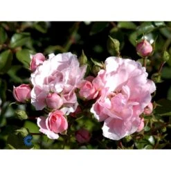 'Bonica 82' Rosa X 'Bonica 82' A-Kvalitet,- Barrods Roser Min. 3 Grene -Sirius Butik fi3984 rosa bonica 82 f91a