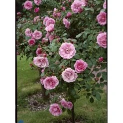 'Bonica 82' Rosa X 'Bonica 82' A-Kvalitet,- Barrods Roser Min. 3 Grene -Sirius Butik fi3984 rosa bonica 82 fed1