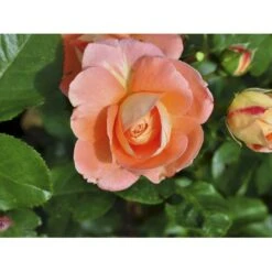 'Bonita™ Renaissance'® Rosa X 'Bonita™ Renaissance'® (Renaissancerose) A-Kvalitet,- Barrods Roser Min. 3 Grene -Sirius Butik fi3985 rosa bonita poulen009 n 03ff