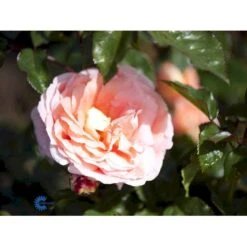 'Bonita™ Renaissance'® Rosa X 'Bonita™ Renaissance'® (Renaissancerose) A-Kvalitet,- Barrods Roser Min. 3 Grene -Sirius Butik fi3985 rosa bonita poulen009 n 193e