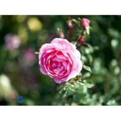 'Boogie-Woogie'™ Rosa X 'Boogie-Woogie'™ (Slyngrose) A-Kvalitet,- Barrods Roser Min. 3 Grene 11 'Boogie-Woogie'™ Rosa X 'Boogie-Woogie'™ (Slyngrose) A-Kvalitet,- Barrods Roser Min. 3 Grene -Sirius Butik fi3986 rosa boogie woogie poulyc006 n 47e1