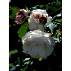 'Boule De Neige' Rosa Bourboniana 'Boule De Neige' (Bourbonrose) A-Kvalitet,- Barrods Roser Min. 3 Grene -Sirius Butik fi3989 rosa boule de neige 3410