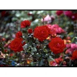 'Brillant'® Rosa X 'Brillant'® (Slyngrose) A-Kvalitet,- Barrods Roser Min. 3 Grene -Sirius Butik fi4003 rosa brillant 24b2