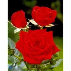 'Brilliant Cover'® Rosa X 'Brilliant Cover'® (Bunddækkerose) A-Kvalitet,- Barrods Roser Min. 3 Grene 11 'Brilliant Cover'® Rosa X 'Brilliant Cover'® (Bunddækkerose) A-Kvalitet,- Barrods Roser Min. 3 Grene -Sirius Butik fi4004 rosa brilliant cover poulterp n 4495