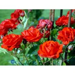 'Brilliant Cover'® Rosa X 'Brilliant Cover'® (Bunddækkerose) A-Kvalitet,- Barrods Roser Min. 3 Grene 10 'Brilliant Cover'® Rosa X 'Brilliant Cover'® (Bunddækkerose) A-Kvalitet,- Barrods Roser Min. 3 Grene -Sirius Butik fi4004 rosa brilliant cover poulterp n cd9e