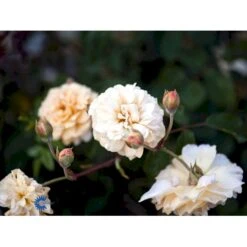 'Buff Beauty' Rosa Moschata 'Buff Beauty' (Moskusrose) A-Kvalitet,- Barrods Roser Min. 3 Grene -Sirius Butik fi4008 rosa buff beauty 4736