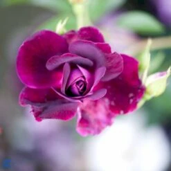 'Burgundy Ice' Rosa X 'Burgundy Ice' (Buketrose) A-Kvalitet,- Barrods Roser Min. 3 Grene -Sirius Butik fi4014 rosa burgundy ice 0feb