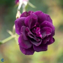 'Burgundy Ice' Rosa X 'Burgundy Ice' (Buketrose) A-Kvalitet,- Barrods Roser Min. 3 Grene -Sirius Butik fi4014 rosa burgundy ice 23f3