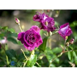 'Burgundy Ice' Rosa X 'Burgundy Ice' (Buketrose) A-Kvalitet,- Barrods Roser Min. 3 Grene -Sirius Butik fi4014 rosa burgundy ice 8b69