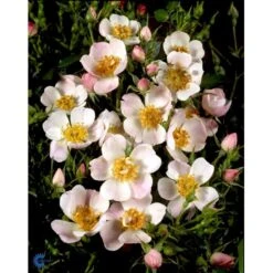 'Butterflies'™ Rosa X 'Butterflies'™ (Bunddækkerose) A-Kvalitet,- Barrods Roser Min. 3 Grene -Sirius Butik fi4015 rosa butterflies cover poulbut n 2ac5