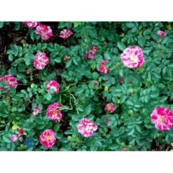 'Candy Cover'® Rosa X 'Candy Cover'® (Bunddækkerose) A-Kvalitet,- Barrods Roser Min. 3 Grene -Sirius Butik fi4024 rosa candy cover poulbico n f3d8
