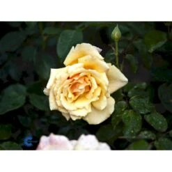 'Carl Nielsen'™ Rosa X 'Carl Nielsen'™ (Storblomstrende) A-Kvalitet,- Barrods Roser Min. 3 Grene -Sirius Butik fi4036 rosa carl nielsen poulht010 n 0742