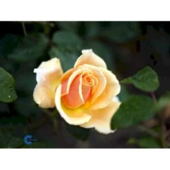 'Carl Nielsen'™ Rosa X 'Carl Nielsen'™ (Storblomstrende) A-Kvalitet,- Barrods Roser Min. 3 Grene -Sirius Butik fi4036 rosa carl nielsen poulht010 n 1966