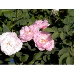 'Celestial' Rosa Alba 'Celestial' (Albarose) A-Kvalitet,- Barrods Roser Min. 3 Grene -Sirius Butik fi4048 rosa celestial 6561