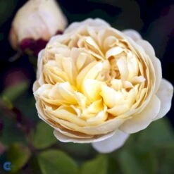 'Charles Darwin'™ Rosa X 'Charles Darwin'™ (Engelsk Rose) A-Kvalitet,- Barrods Roser Min. 3 Grene 16 'Charles Darwin'™ Rosa X 'Charles Darwin'™ (Engelsk Rose) A-Kvalitet,- Barrods Roser Min. 3 Grene -Sirius Butik fi4062 rosa charles darwin auspeet 59e2